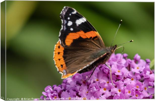 Red Admiral Canvas Print by Brian Roscorla