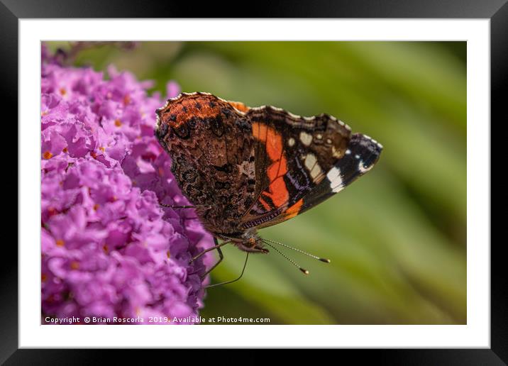 Red Admiral Framed Mounted Print by Brian Roscorla