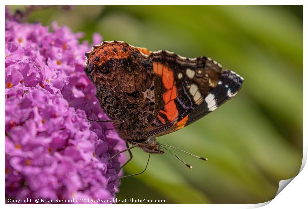 Red Admiral Print by Brian Roscorla