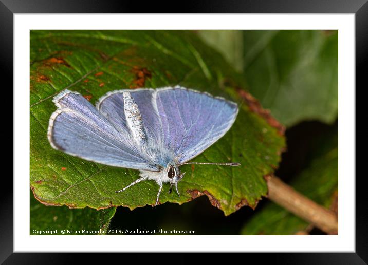 Common Blue Butterfly Framed Mounted Print by Brian Roscorla