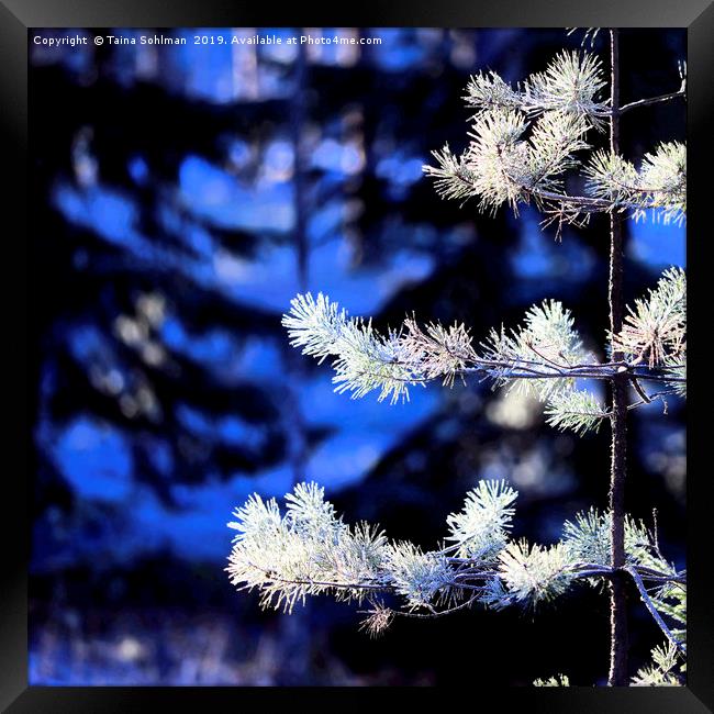 Frost, Light and Shadow Framed Print by Taina Sohlman
