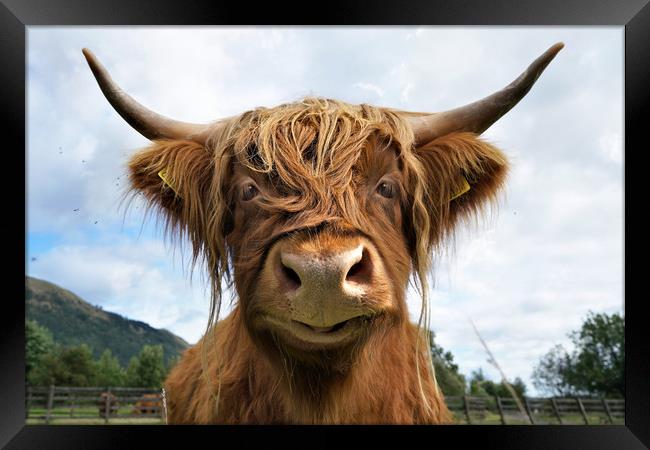 Smiling Highland Cow Framed Print by JC studios LRPS ARPS