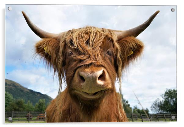 Smiling Highland Cow Acrylic by JC studios LRPS ARPS