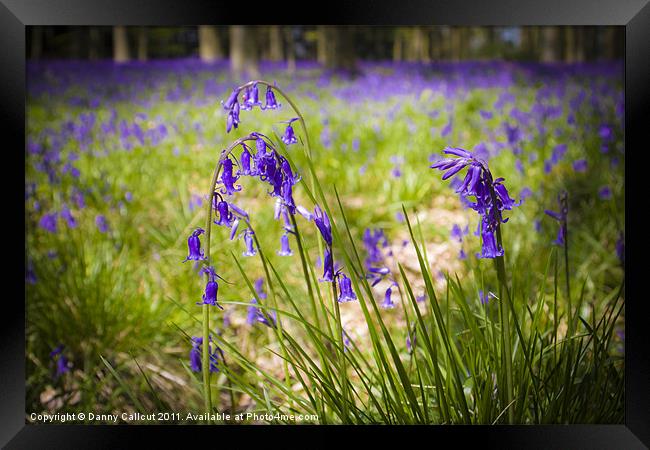 Micheldever Bluebells Framed Print by Danny Callcut