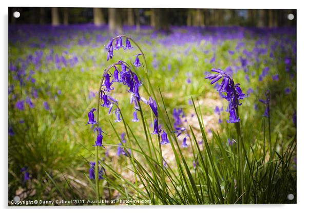 Micheldever Bluebells Acrylic by Danny Callcut