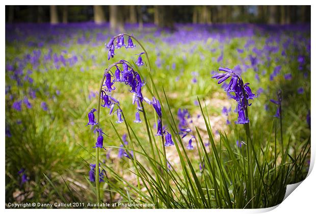 Micheldever Bluebells Print by Danny Callcut