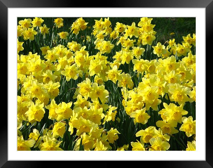 Daffodils in fast displays Framed Mounted Print by JEAN FITZHUGH