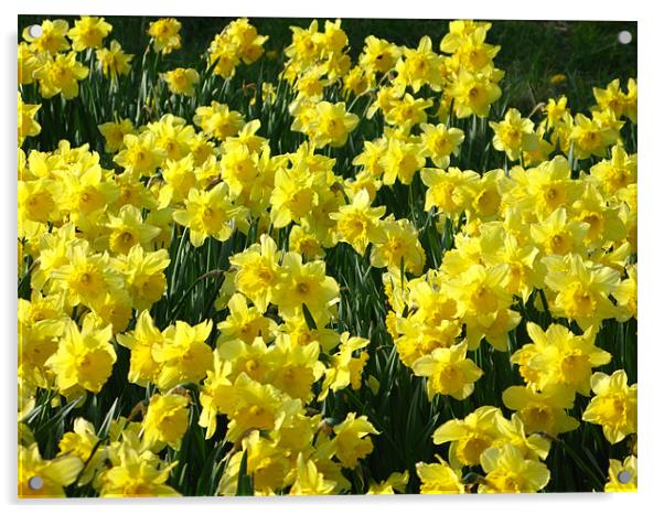 Daffodils in fast displays Acrylic by JEAN FITZHUGH