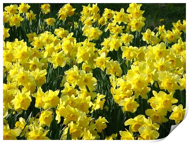 Daffodils in fast displays Print by JEAN FITZHUGH
