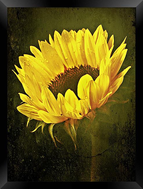 Petals Of A Sunflower. Framed Print by Aj’s Images