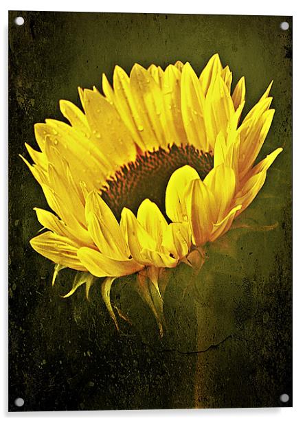 Petals Of A Sunflower. Acrylic by Aj’s Images