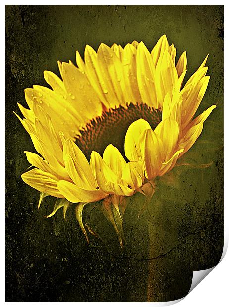 Petals Of A Sunflower. Print by Aj’s Images