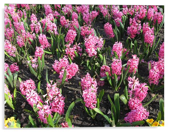 Display of pink Hyacinths Acrylic by JEAN FITZHUGH