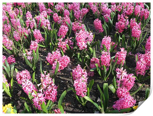 Display of pink Hyacinths Print by JEAN FITZHUGH