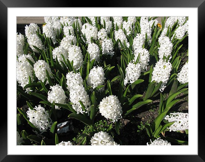 A display of White Hyacinths Framed Mounted Print by JEAN FITZHUGH