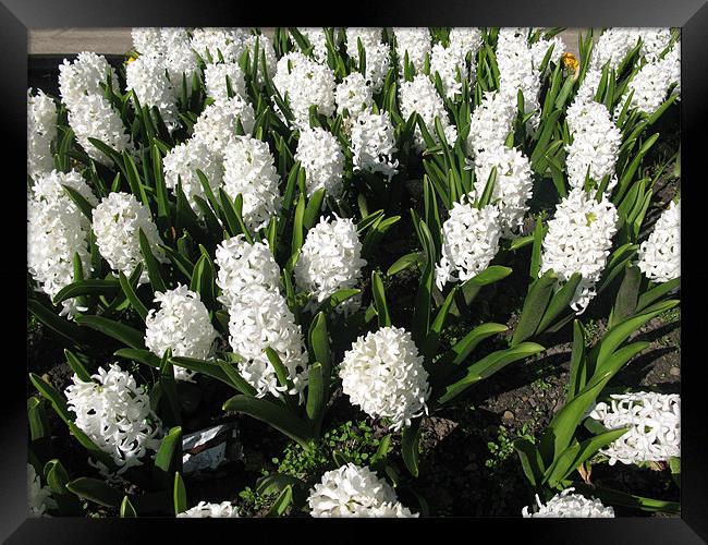 A display of White Hyacinths Framed Print by JEAN FITZHUGH