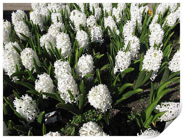 A display of White Hyacinths Print by JEAN FITZHUGH