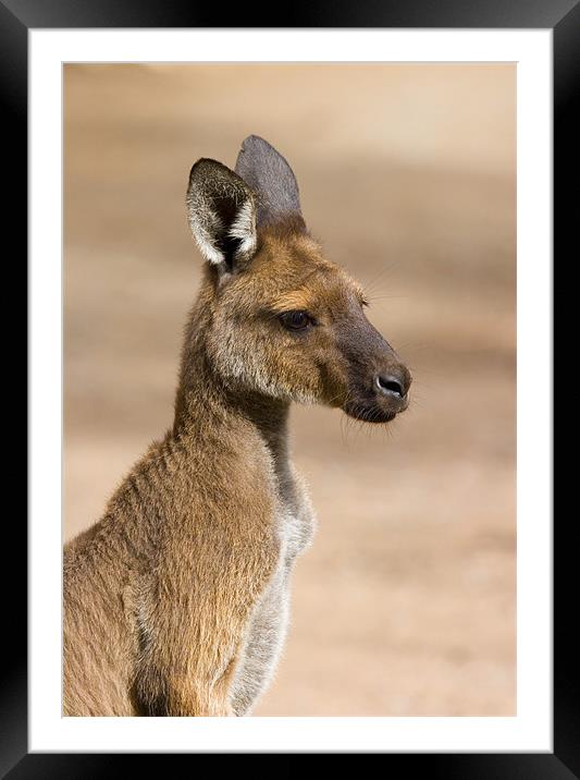 Roo Portrait Framed Mounted Print by Mike Dawson