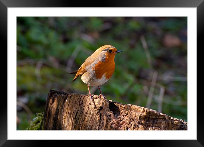 The Charismatic European Robin Framed Mounted Print by Chris Thaxter