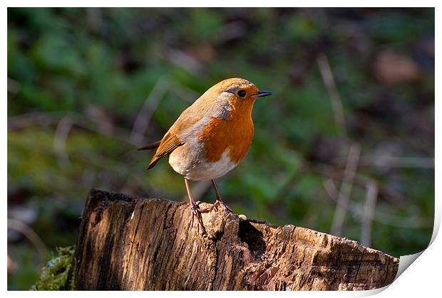 The Charismatic European Robin Print by Chris Thaxter