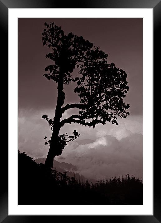 High Tree Framed Mounted Print by Neil Gavin