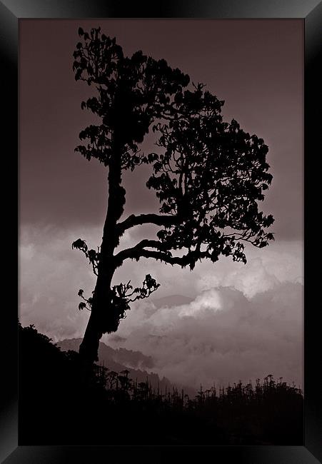 High Tree Framed Print by Neil Gavin