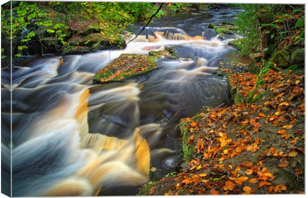  Rivelin Waterfalls in Autumn                      Canvas Print by Darren Galpin