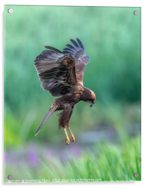 Marsh Harrier Juvenile dropping into the reedbed Acrylic by GadgetGaz Photo