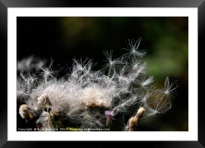 Thistle seedheads Framed Mounted Print by Brian Roscorla