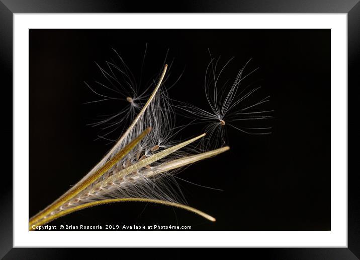 Seed Heads Framed Mounted Print by Brian Roscorla