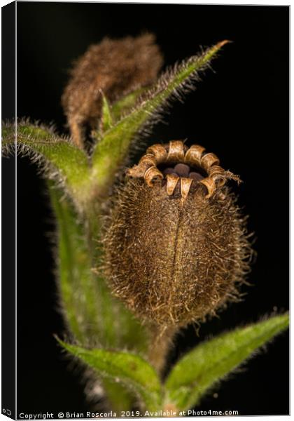 Red Campion Seed Head Canvas Print by Brian Roscorla