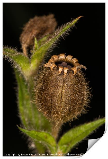 Red Campion Seed Head Print by Brian Roscorla