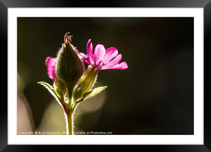 Red Campion Framed Mounted Print by Brian Roscorla