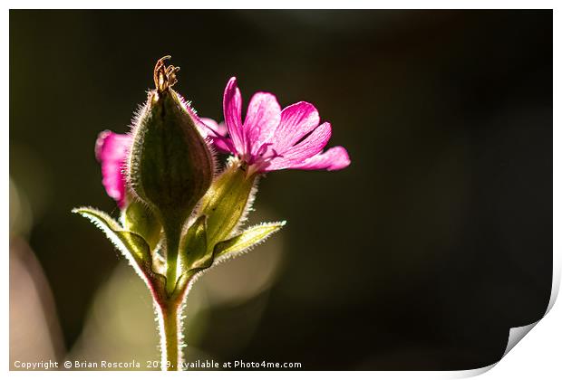 Red Campion Print by Brian Roscorla