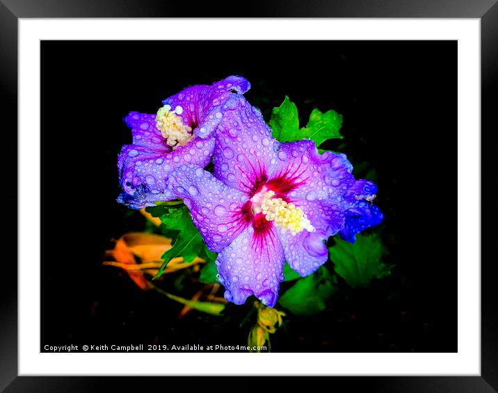 Hibiscus with raindrops Framed Mounted Print by Keith Campbell