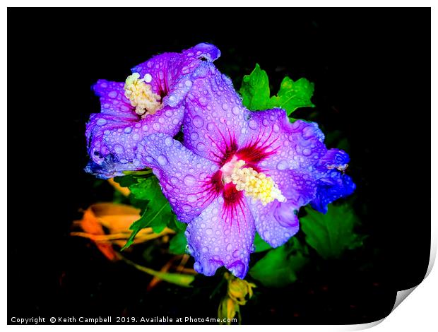 Hibiscus with raindrops Print by Keith Campbell