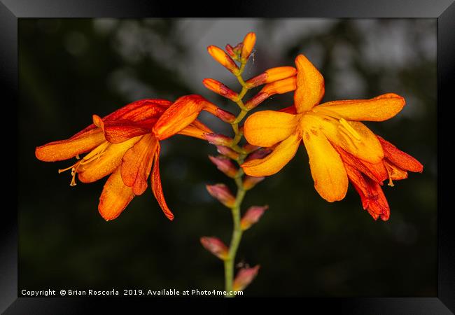 Montbretia Framed Print by Brian Roscorla