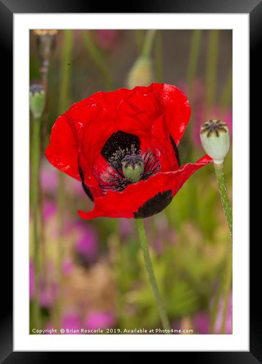 ladybird poppy Framed Mounted Print by Brian Roscorla
