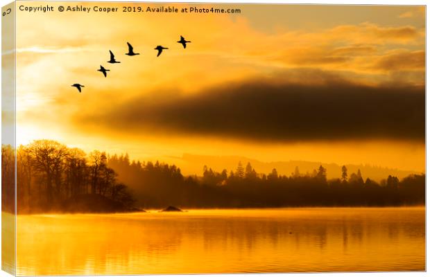 Flight of the dawn geese. Canvas Print by Ashley Cooper