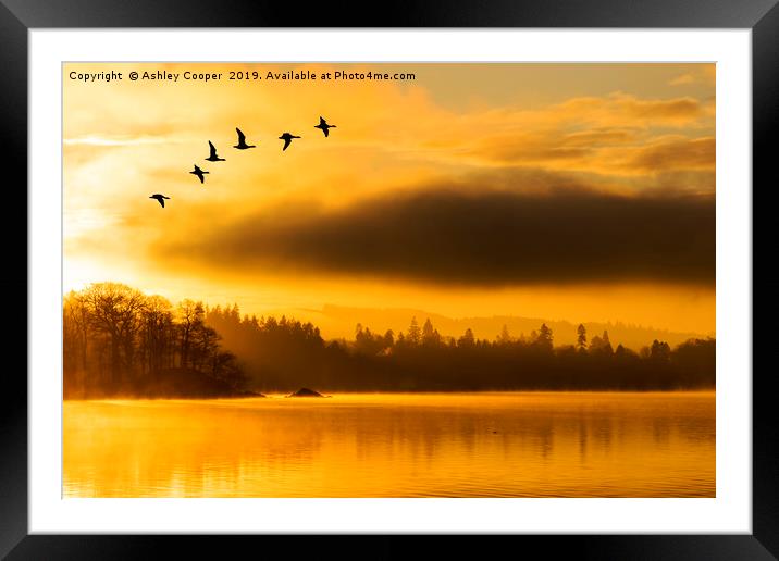 Flight of the dawn geese. Framed Mounted Print by Ashley Cooper