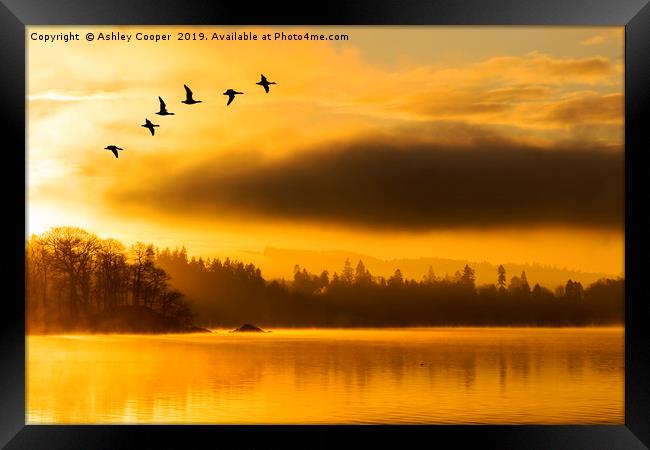 Flight of the dawn geese. Framed Print by Ashley Cooper