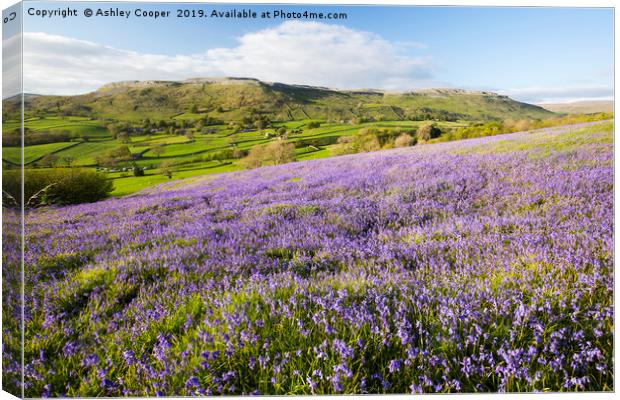 Bluebells. Canvas Print by Ashley Cooper