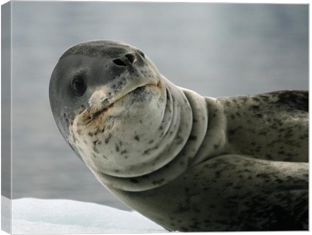 Leopard Seal Canvas Print by Ruth Hallam