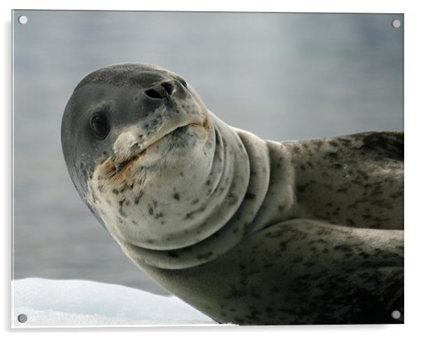 Leopard Seal Acrylic by Ruth Hallam