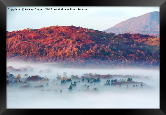 Autumn mists. Framed Print by Ashley Cooper