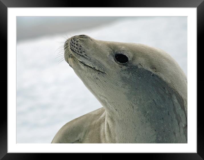 Crabeater Seal 8 Framed Mounted Print by Ruth Hallam