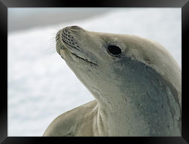 Crabeater Seal 8 Framed Print by Ruth Hallam