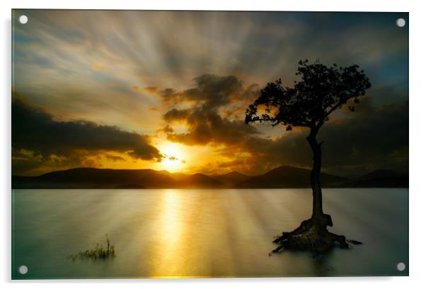 Sunset at Milarrocky tree Loch Lomond Acrylic by JC studios LRPS ARPS