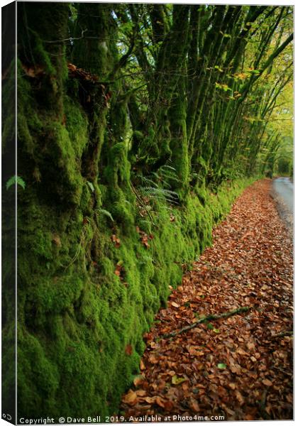 Green and Orange Lane Canvas Print by Dave Bell