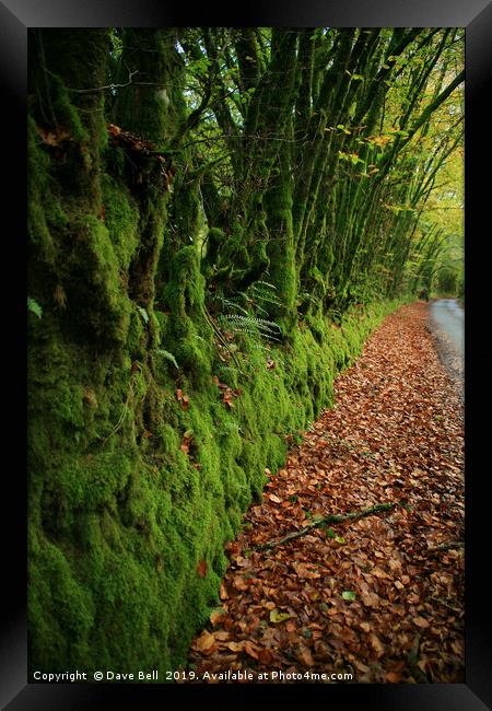 Green and Orange Lane Framed Print by Dave Bell